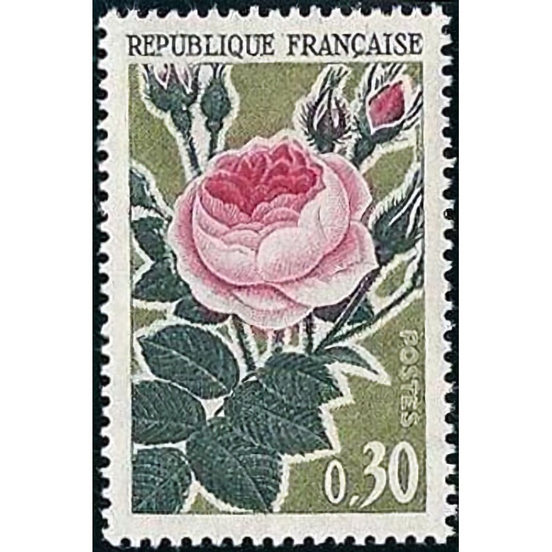 n°1357 0F30 Rose ancienne