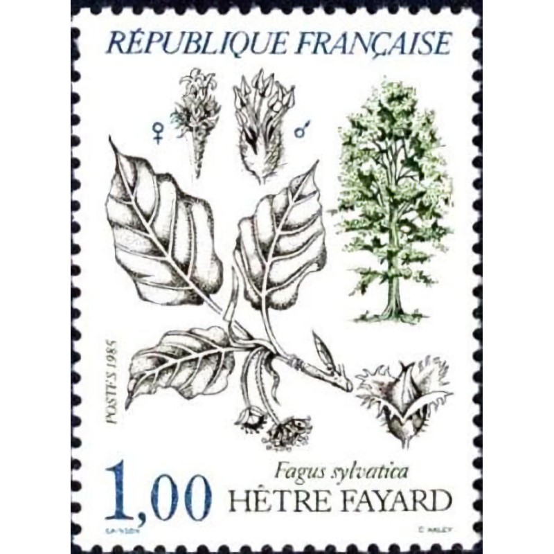 n°2384 1F. Hêtre