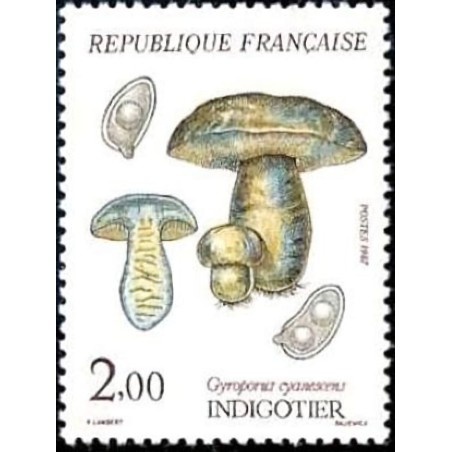 n°2488 2F. Indigotier