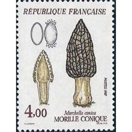 n°2490 4F. Morille
