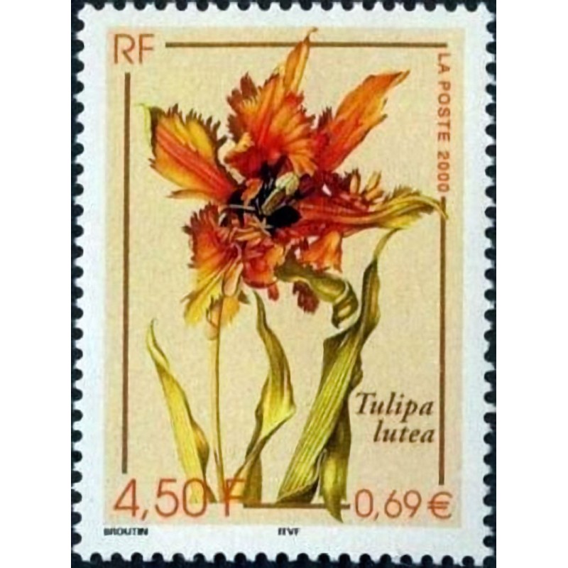 n°3335 4F50 Tulipa lutea